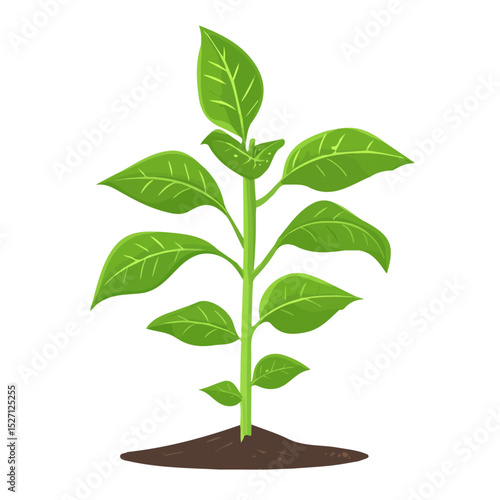 A Holly Plant illustration vector 2D flat, isolated on a white background.