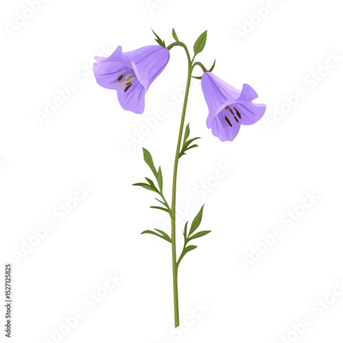 2D flat vector illustration of A Harebell Stem, isolated on a white background.