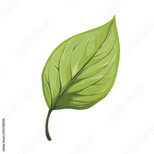 A Dogwood Leaf vector 2D flat illustration, isolated on a white background.