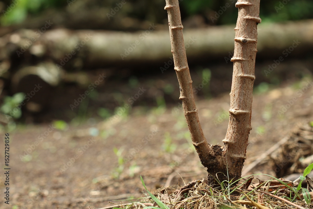 Fototapeta premium Cassava stem with textured bark and clear nodes, commonly used for propagation by cutting