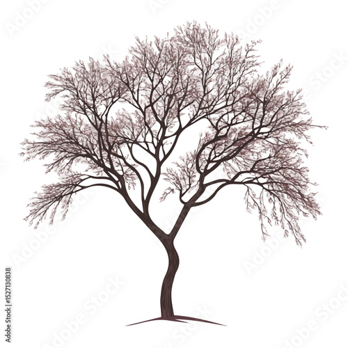 2D flat A Chinese Elm Tree vector illustration, isolated on a white background.