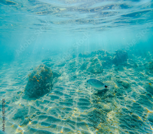 Fauna marina en la playa de la Renegá en benicassim