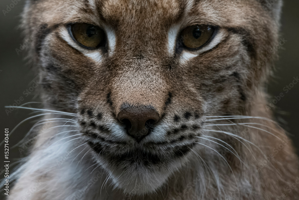 Naklejka premium The Eurasian Lynx (Lynx lynx).