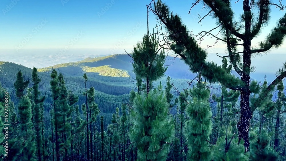 Obraz premium Absolutely Stunning Mountain Landscape Framed by a Dense Pine Forest in Natures Beauty