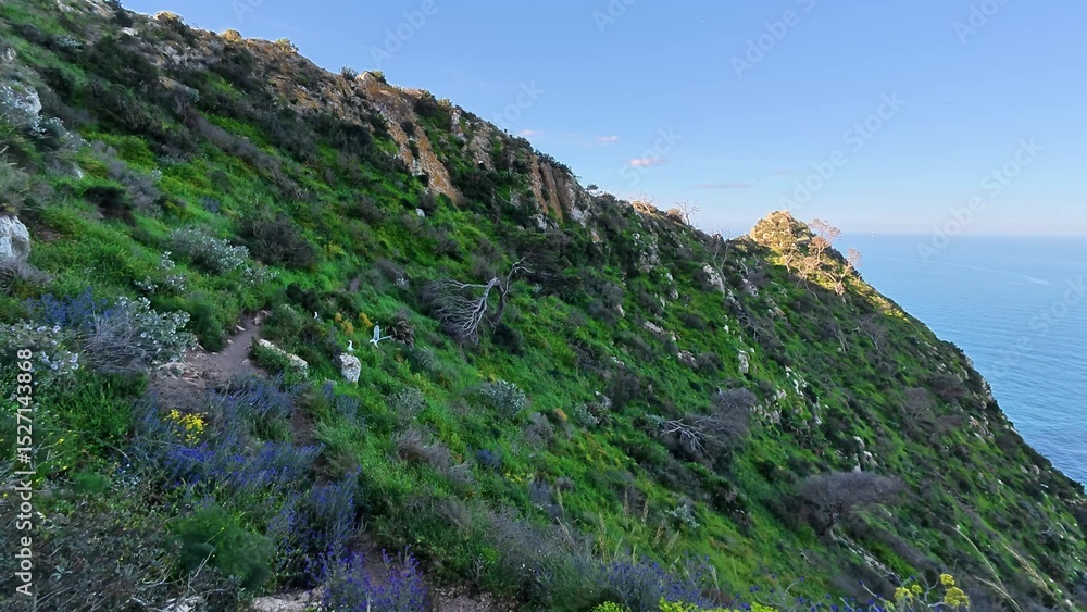 Fototapeta premium A Serene Coastal Pathway Meanders Through Lush Greenery, Offering Stunning Scenic Views