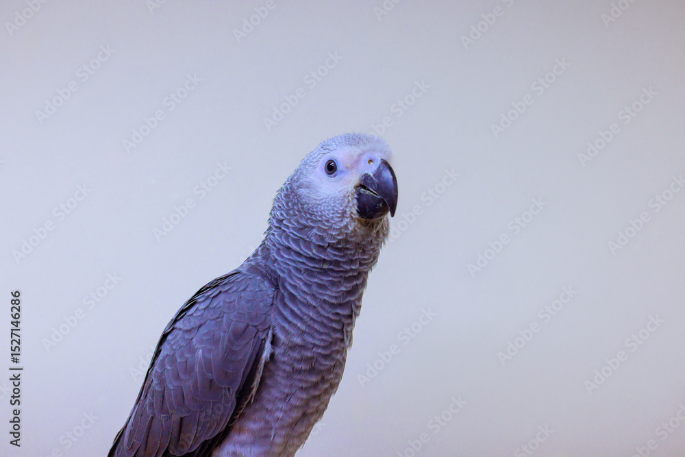 Obraz premium Gray parrot Psittacus Erithacus displays detailed feathers inquisitive demeanor while resting in calm indoor environment.