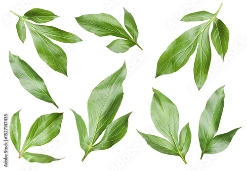 Green peony leaves isolated on white, set