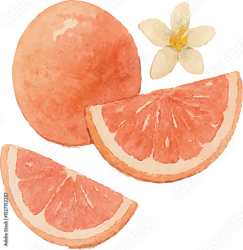 Watercolor Grapefruit Illustration – Hand Painted Citrus Fruit Clipart on White Background | Generative AI
