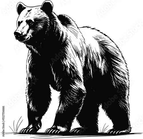 bear vector illustration
