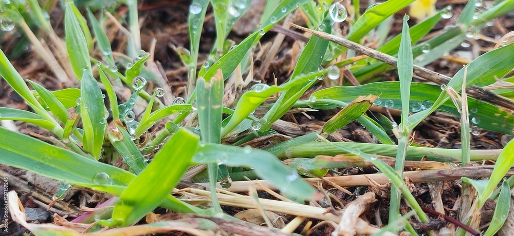 green grass in the grass green grass in the grass
