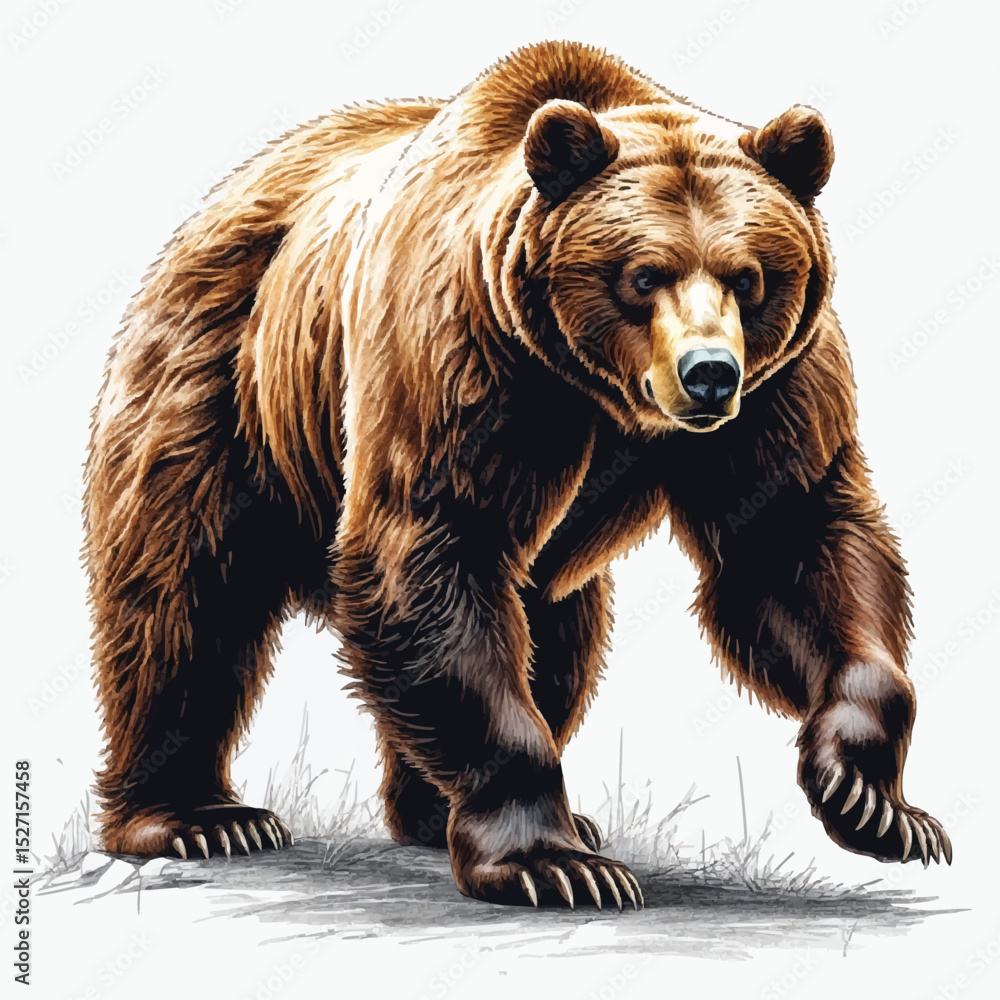 Obraz premium bear vector illustration