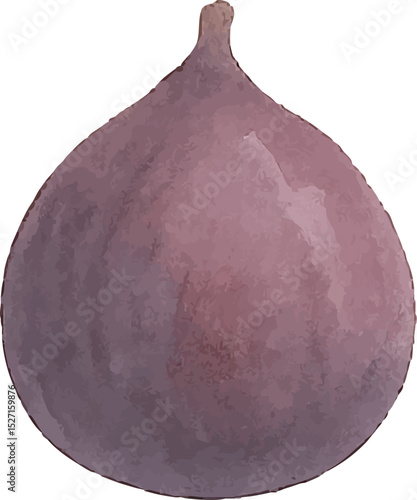 Watercolor Fig Illustration – Hand Painted Exotic Fruit Clipart on White Background | Generative AI