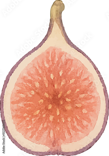 Watercolor Fig Illustration – Hand Painted Exotic Fruit Clipart on White Background | Generative AI