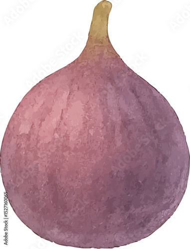 Watercolor Fig Illustration – Hand Painted Exotic Fruit Clipart on White Background | Generative AI