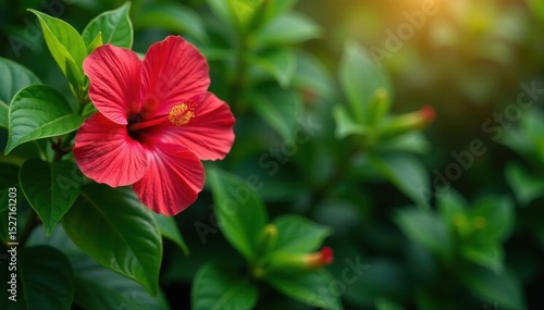 Wallpaper Mural Stunning hibiscus and vibrant green leaves in a garden setting , vibrant, fresh Torontodigital.ca