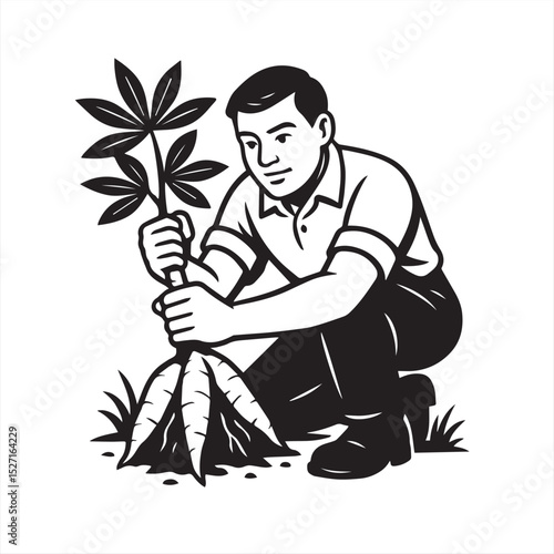 man harvesting cassava