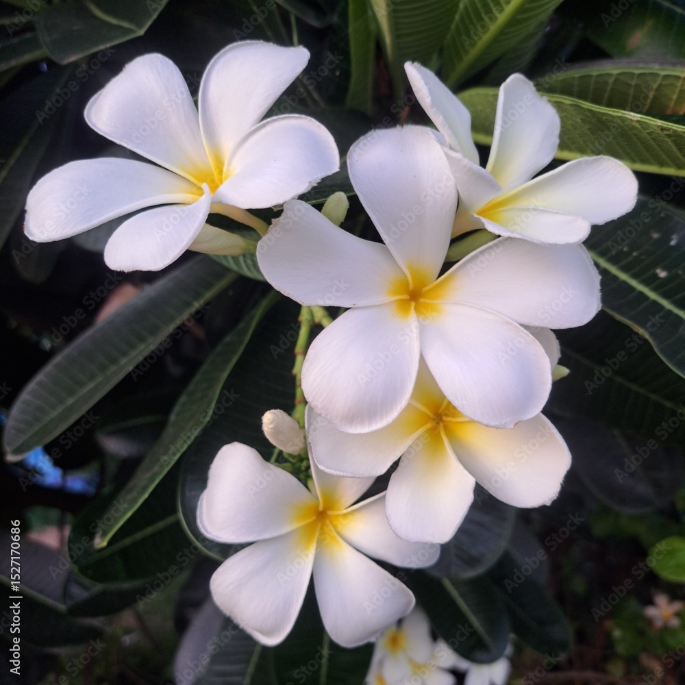 Fototapeta premium frangipani plumeria flower