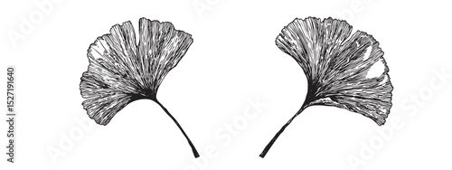 Ginkgo biloba leaves sketch. Decorative sceleton leaf. Vector hand drawn illustration. Minimal line art style.