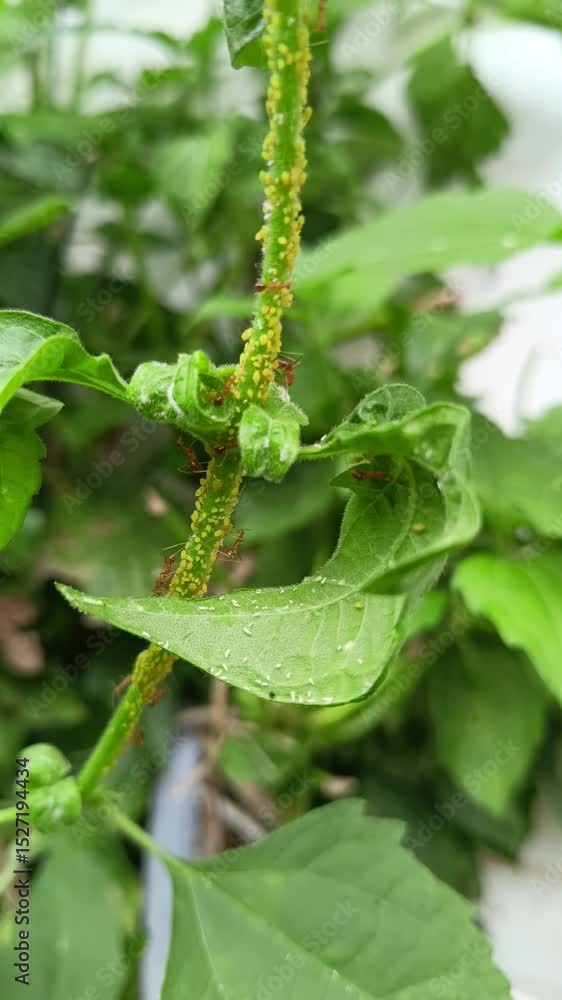 Close-up video of a green plant stem infested with aphids and crawling red ants Close-up video of a green plant stem infested with aphids and crawling red ants