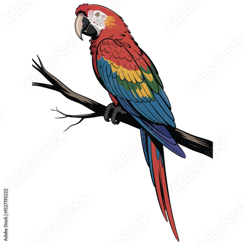 red and yellow macaw ara