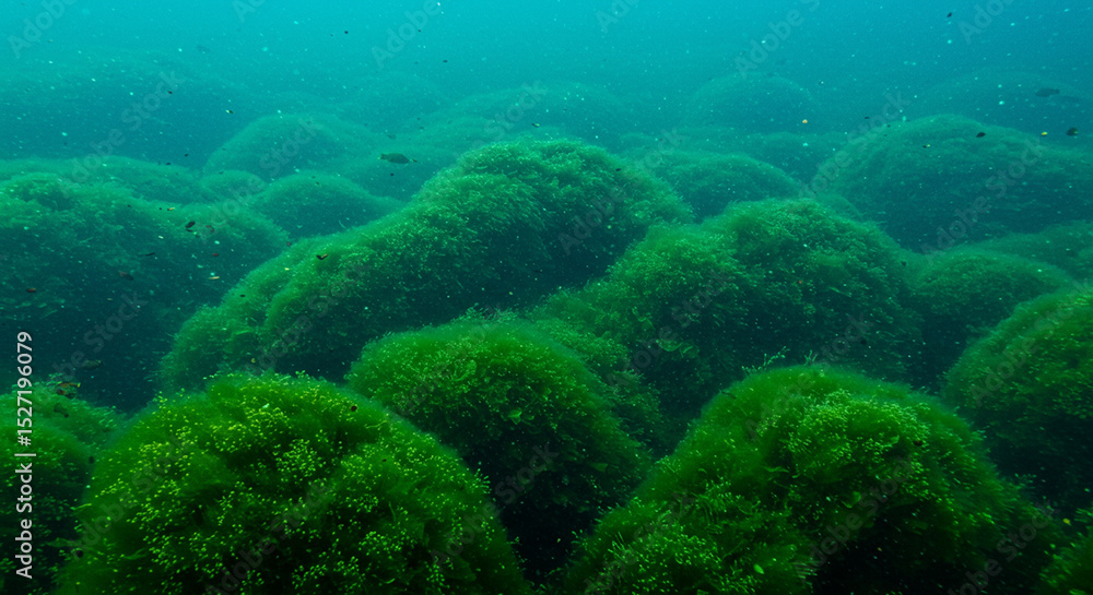 Fototapeta premium Underwater Photo: Lush Green Aquatic Plants in a Clear Lake