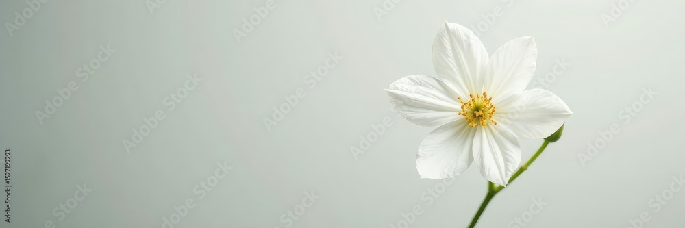 Obraz premium Minimalist flower with delicate stem and leaves, white, clean, natural