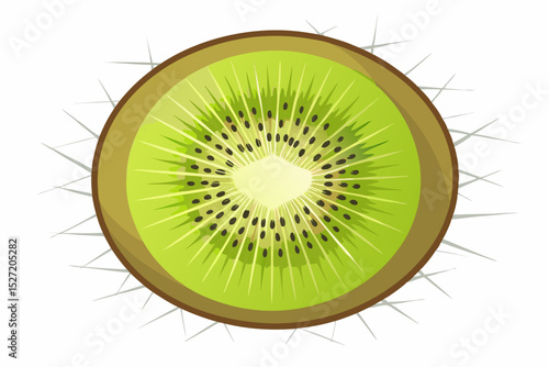 kiwi fruit cross section detailed seeds