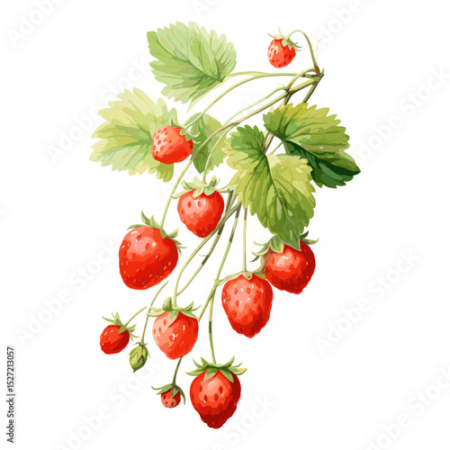 Strawberry Vine branch strawberry berries watercolor vector