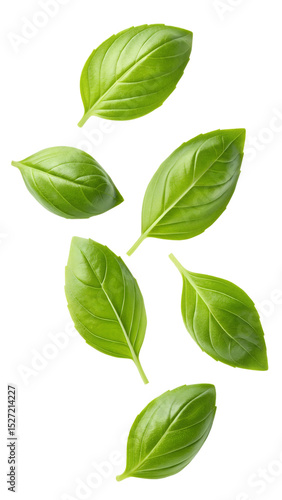 Falling basil leaves isolated on transparent background