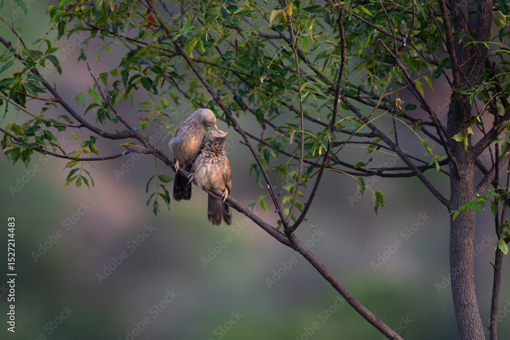 Two adorable babbler birds perched closely together on a tree branch, showcasing a tender moment in nature. The soft focus background highlights there connection and the lush green environment. Two adorable babbler birds perched closely together on a tree branch, showcasing a tender moment in nature. The soft focus background highlights there connection and the lush green environment.