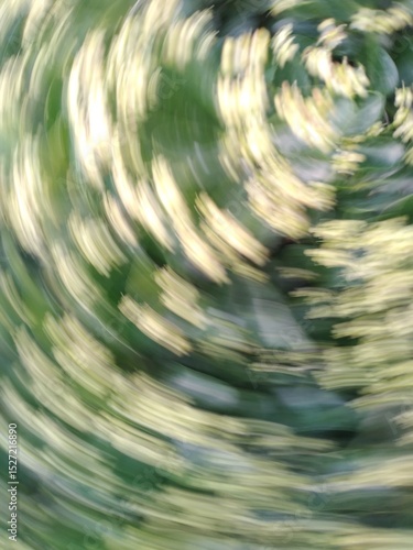 Wallpaper Mural Euonymus japonicus - evergreen spindle or Japanese spindle Torontodigital.ca