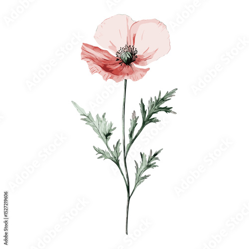 Poppy flower poppy illustration vector