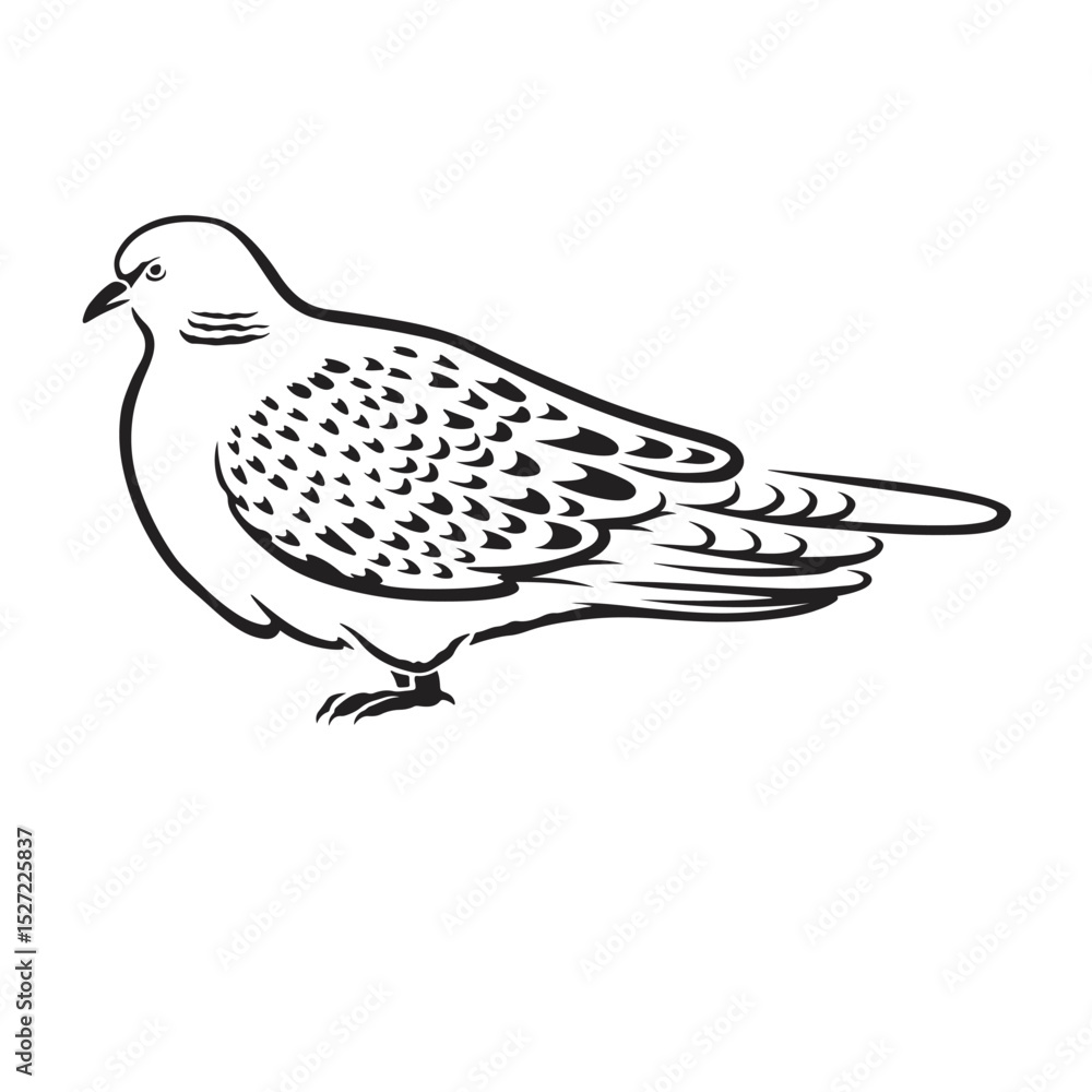 Fototapeta premium turtle dove vector illustrations.