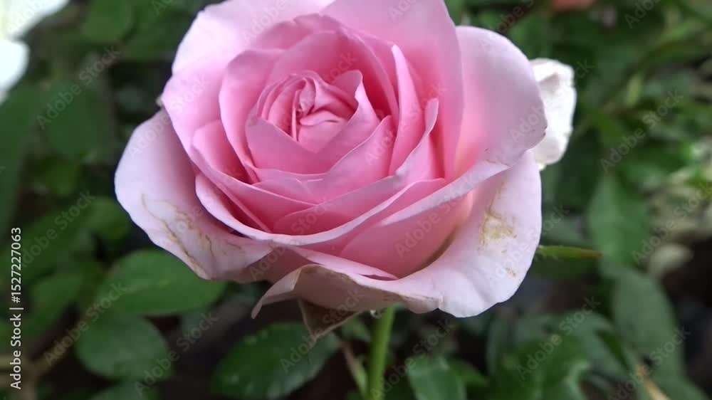 A delicate pink rose in full bloom, surrounded by lush green leaves, symbolizing beauty, love, and nature’s elegance in a garden setting. A delicate pink rose in full bloom, surrounded by lush green leaves, symbolizing beauty, love, and nature’s elegance in a garden setting.