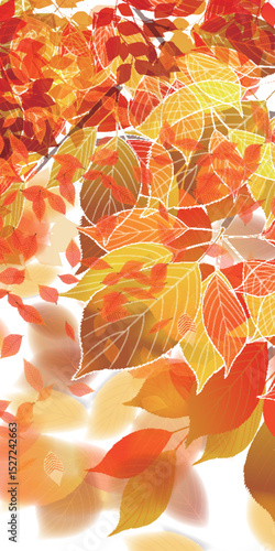 紅葉　もみじ　秋　背景	