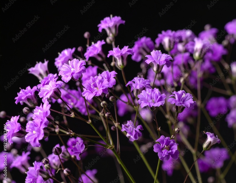 Obraz premium Purple gypsophila on a black background