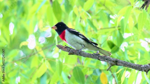 Close-Up of a Rose-breasted Grosbeak (Pheucticus ludovicianus) Taking Flight from a Forest Branch