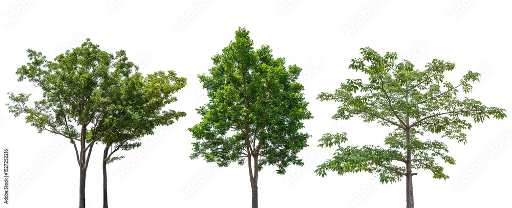 Set of green tree isolated on transparent background, PNG Format Set of green tree isolated on transparent background, PNG Format