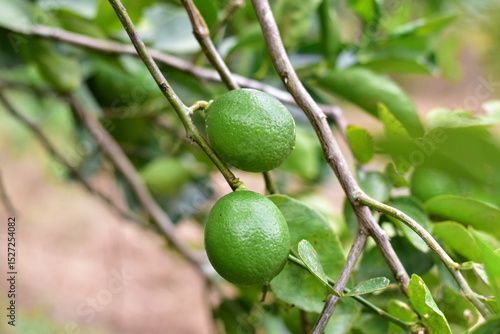 Wallpaper Mural green lemons on the tree, Lemon fruits green and water droplets on surface, green plant background, Fresh lime and lime leaves Torontodigital.ca