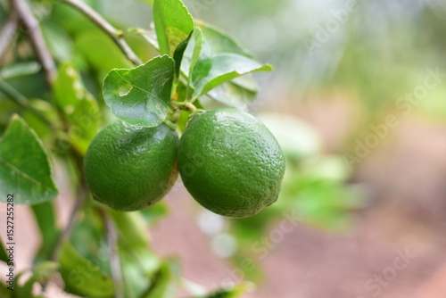 Wallpaper Mural green lemons on the tree, Lemon fruits green and water droplets on surface, green plant background, Fresh lime and lime leaves Torontodigital.ca