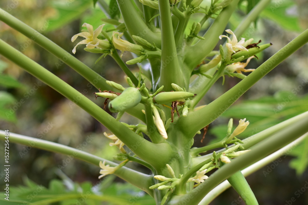 Fototapeta premium Papaya tree with green leaves and green papaya in tropical garden, green papaya growing on a tree, Green Papaya on the trunk