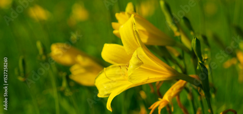 Foto Meadow beautiful yellow flowers daylilies