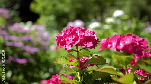 Wallpaper Mural 静かな初夏に咲く紫陽花 Torontodigital.ca