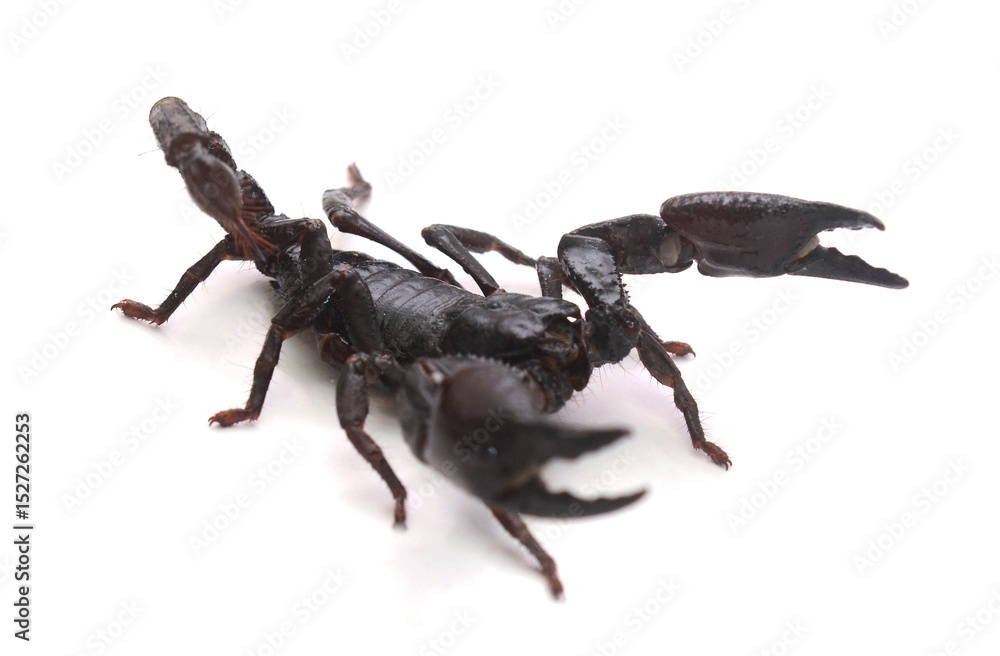 Scorpion ready to fight on white background Scorpion ready to fight on white background