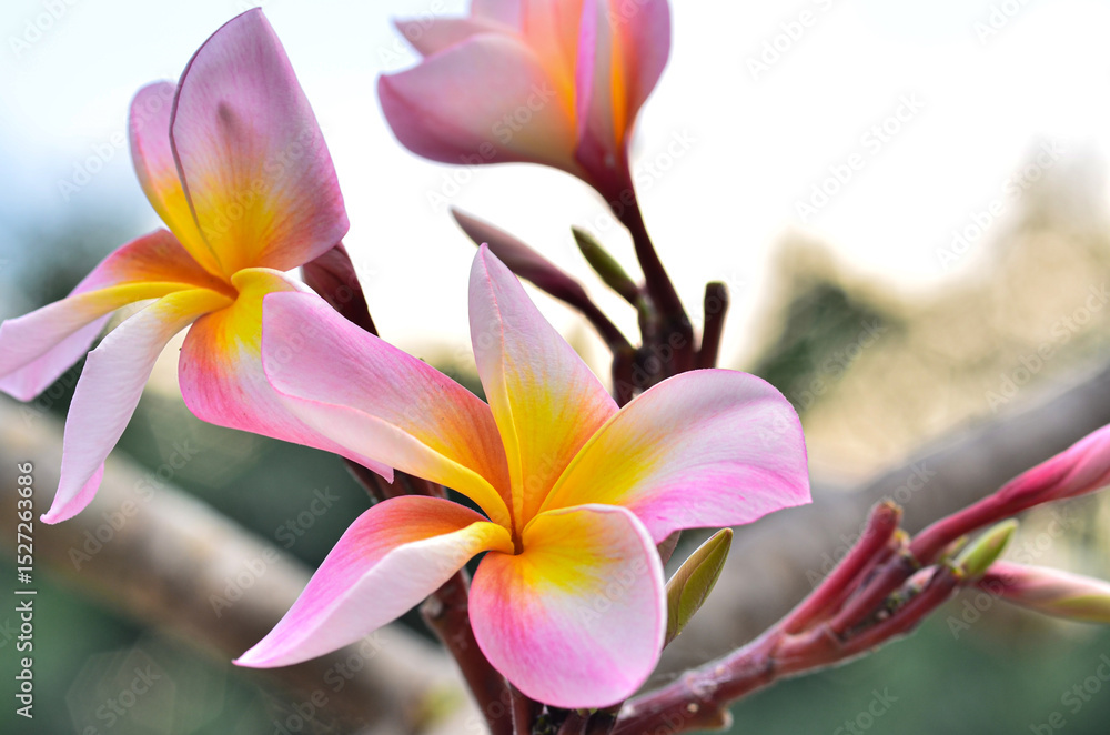 Naklejka premium Frangipani flower in nature