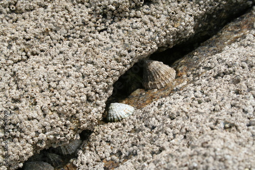 фотографія close up of shells on a rock, limpet and balanomorpha
