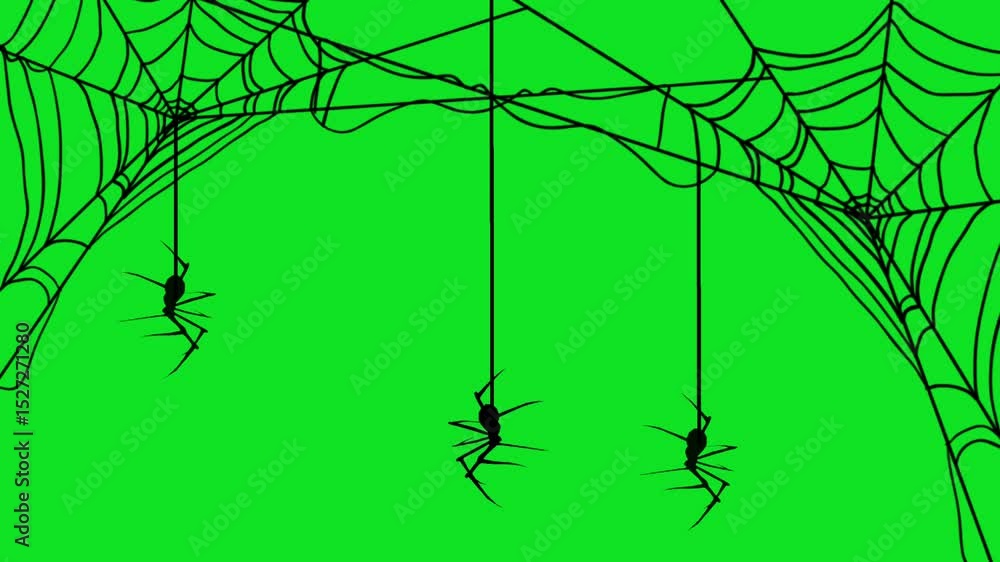 Animated three spooky spiders goes down and goes up hanging on its own wire isolated on green background. Concept of animal and halloween.