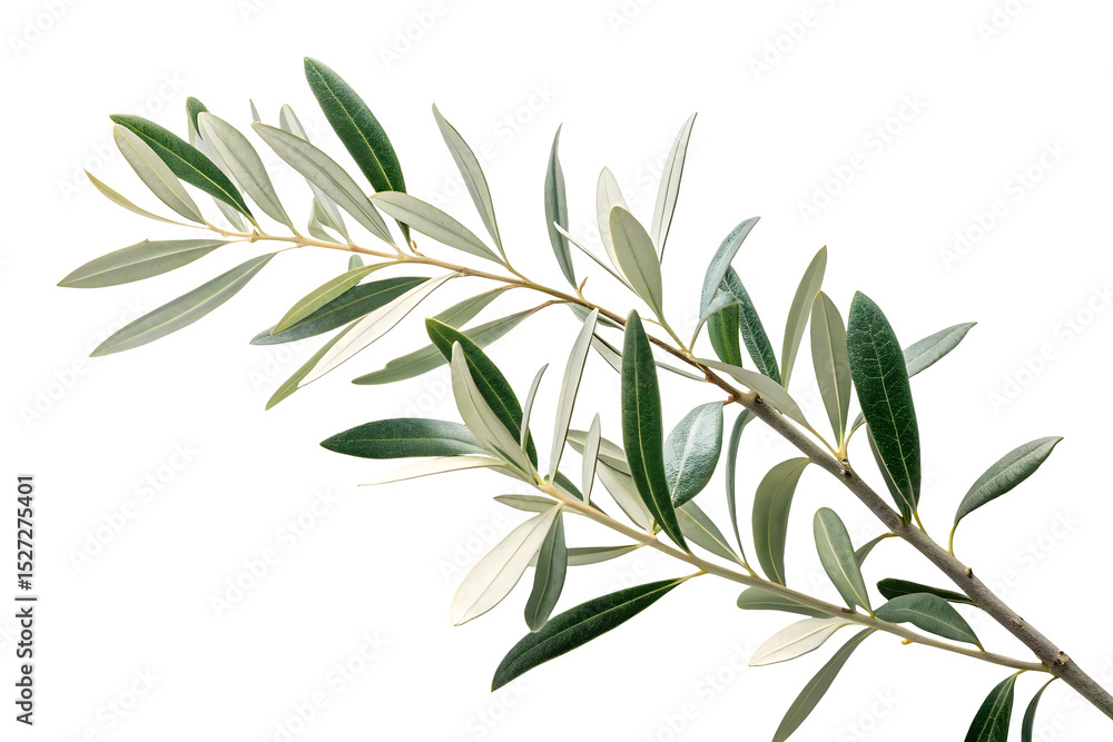 Fototapeta premium Branch of a olive tree with leaves isolated on white or transparent background