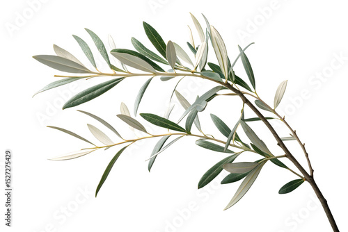 Branch of a olive tree with leaves isolated on white or transparent background