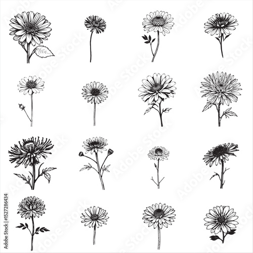 set of New England aster